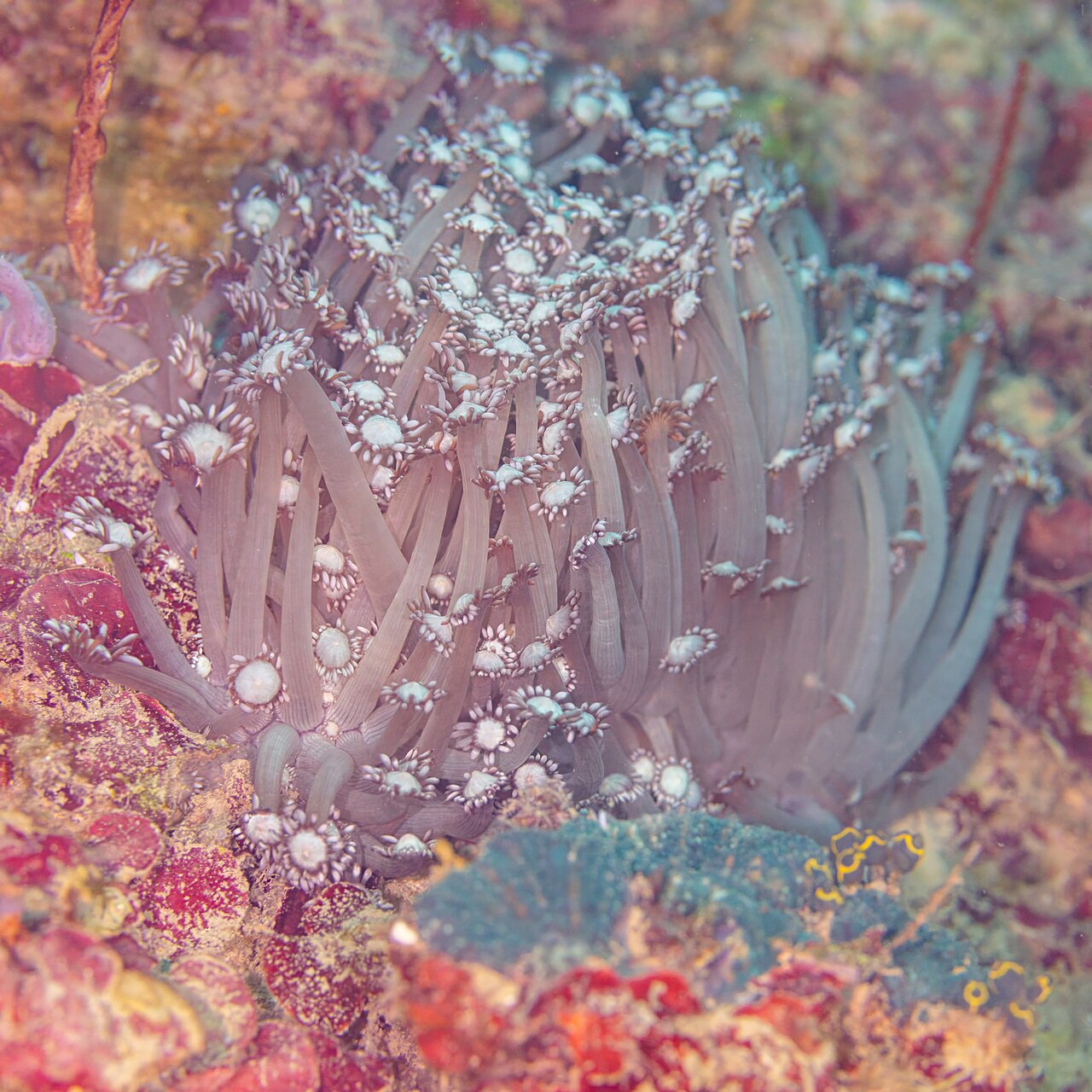 Goniopora