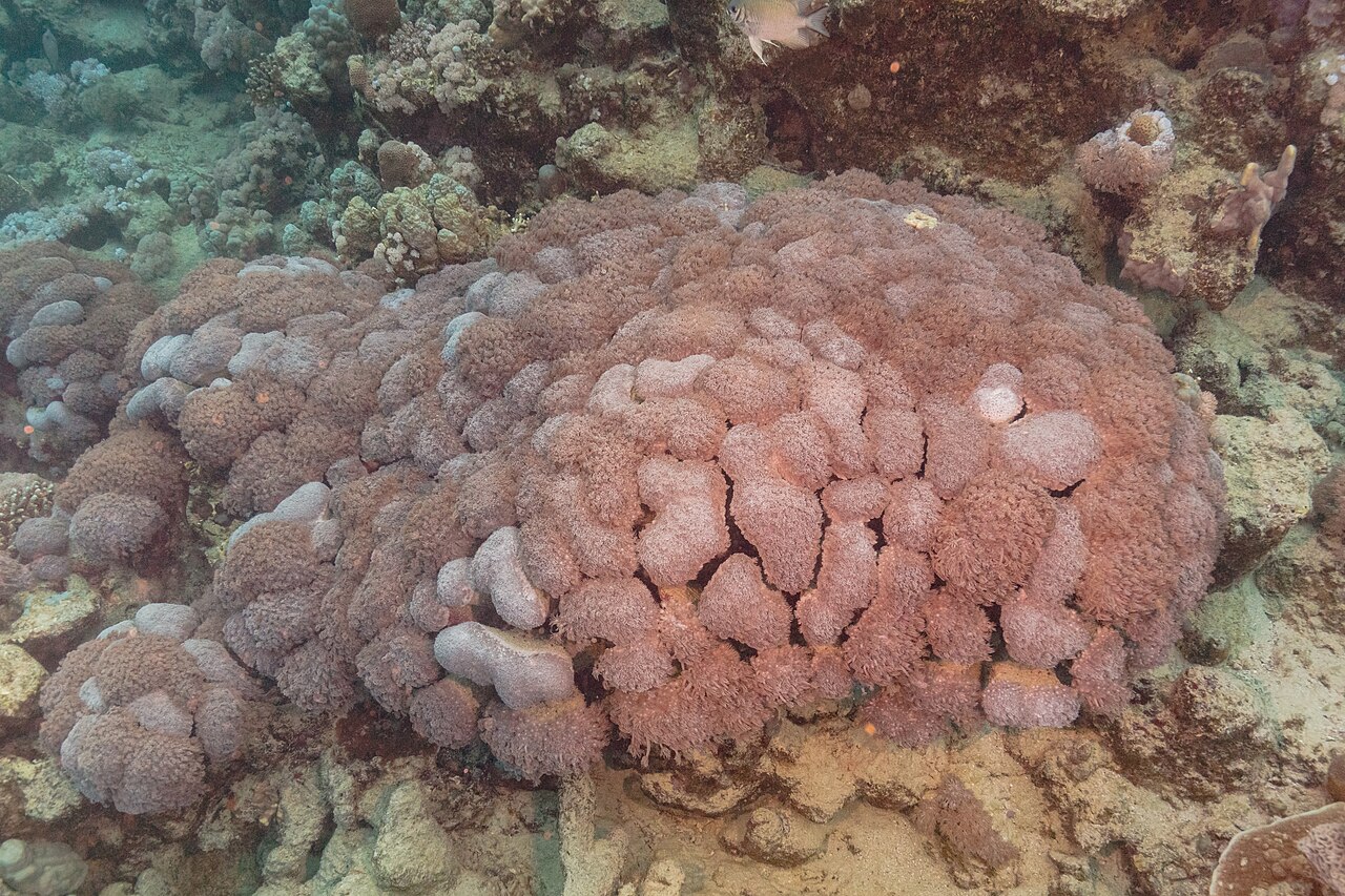 Goniopora