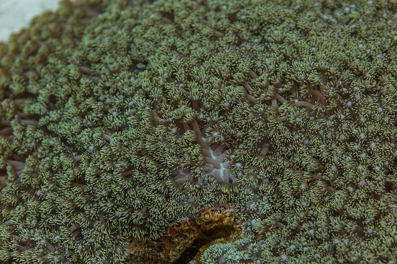 Goniopora