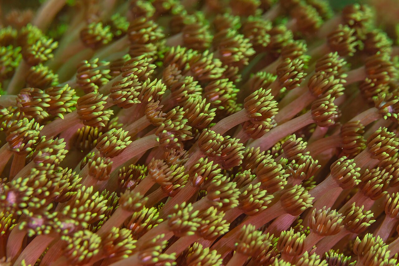 Goniopora