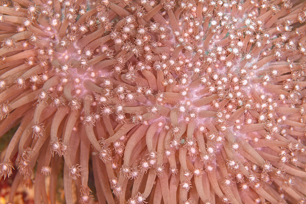 Goniopora