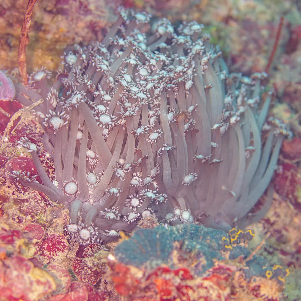 Goniopora
