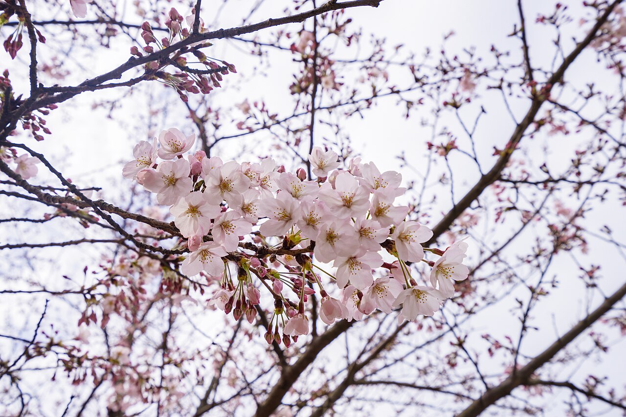 Ehime Prefecture