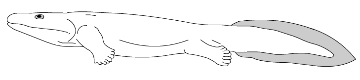 Acanthostega