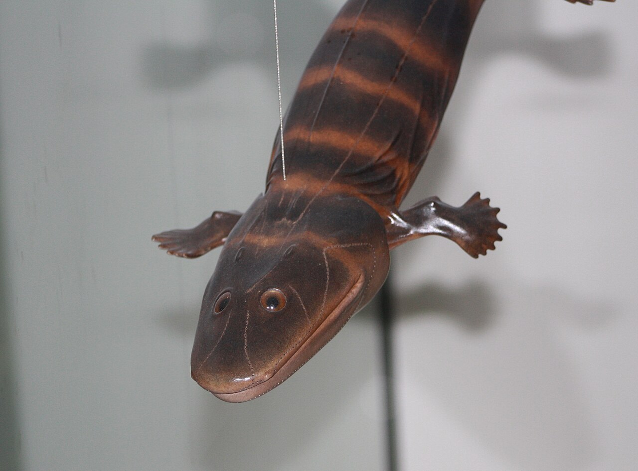 Acanthostega