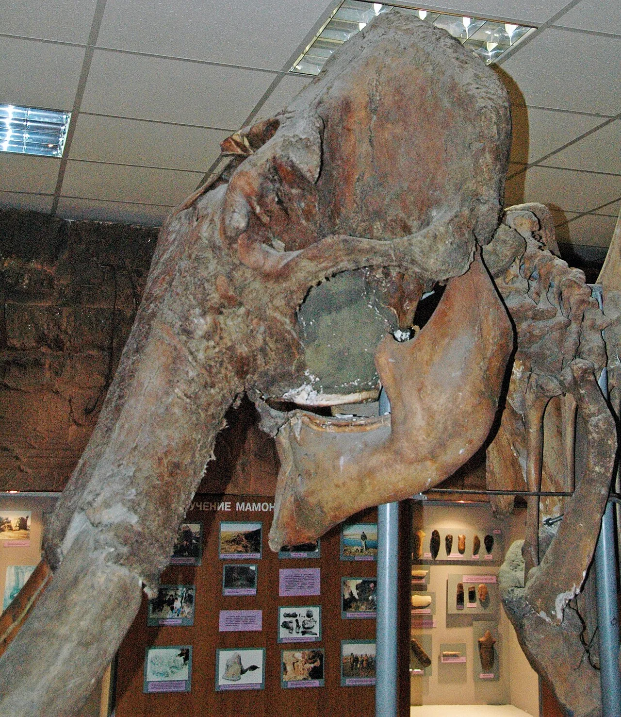 Woolly mammoth