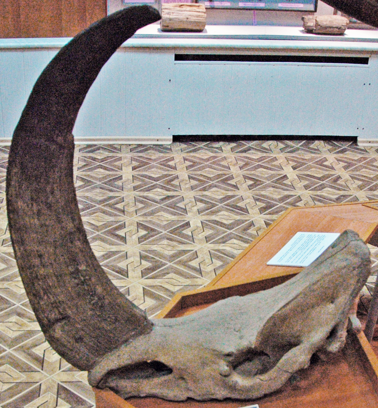 Woolly rhinoceros