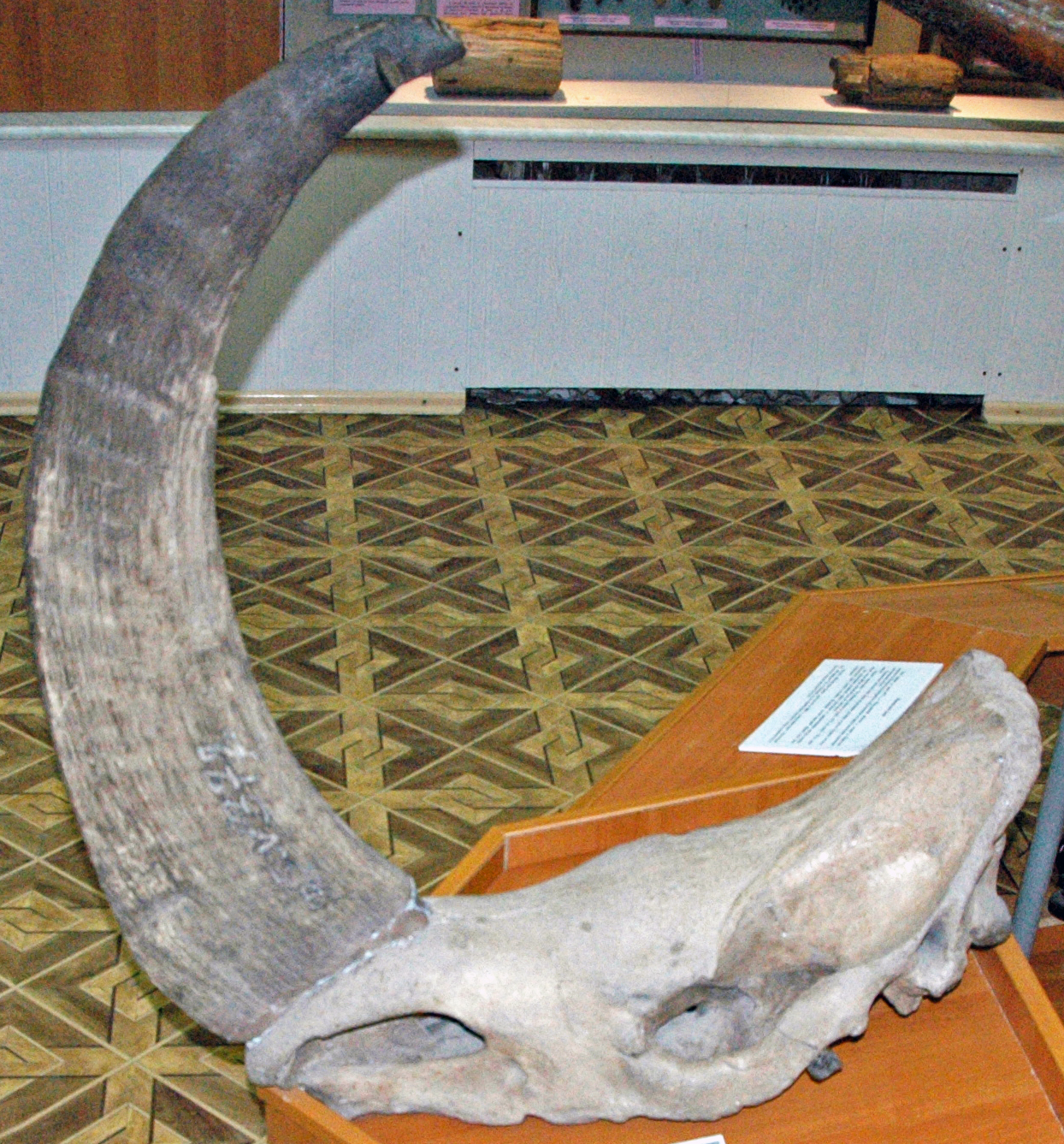 Woolly rhinoceros