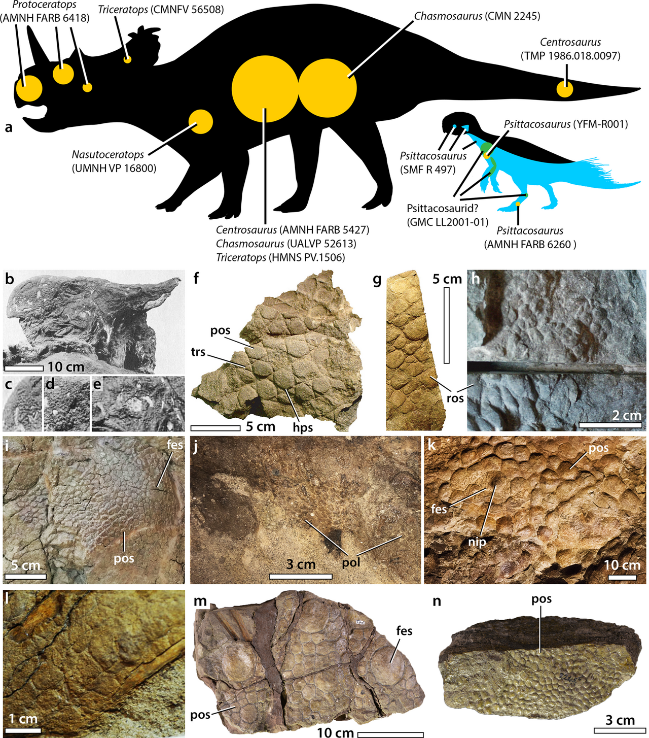 Ceratopsia