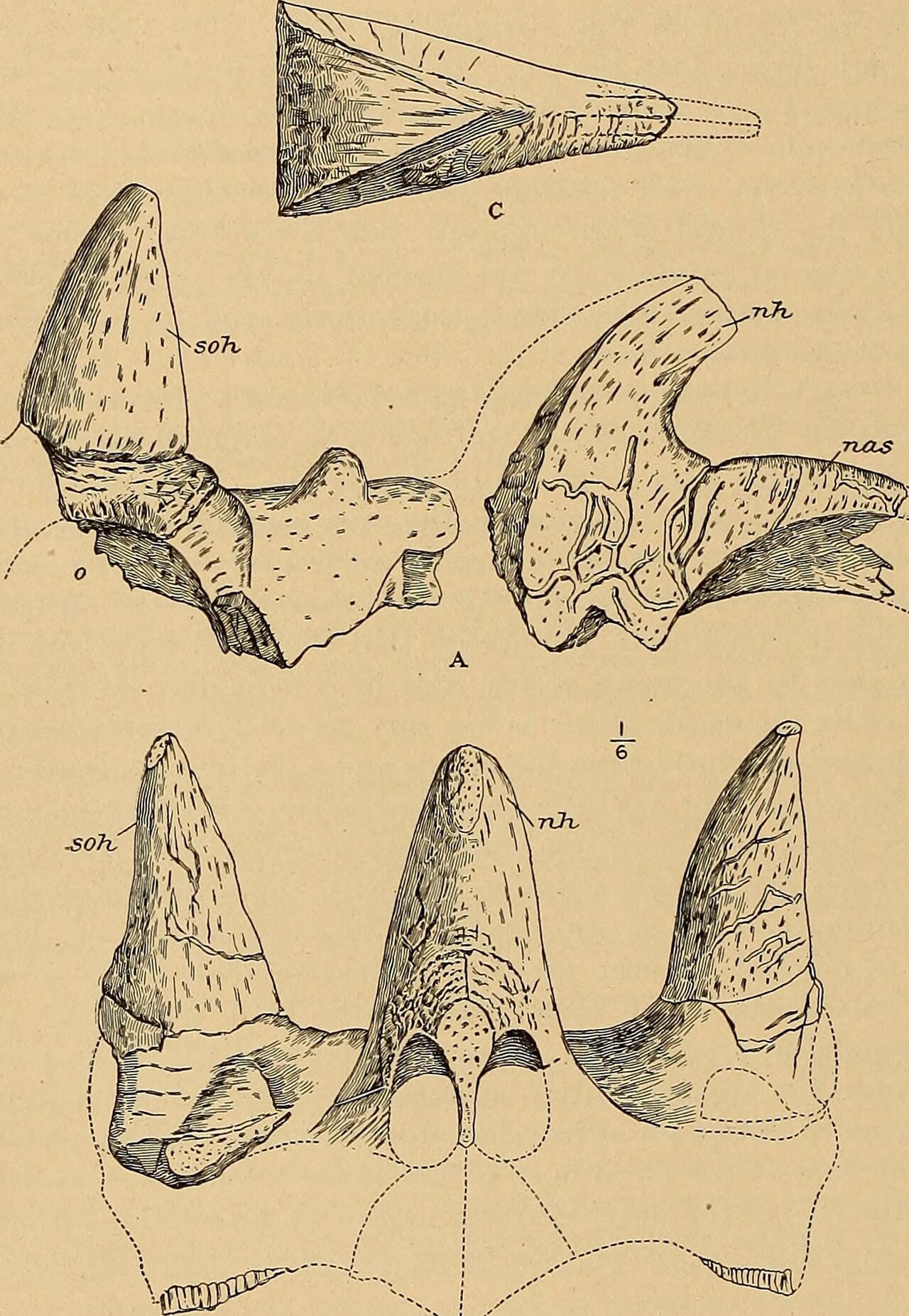 Ceratopsia