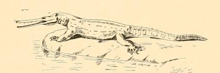 Champsosaurus