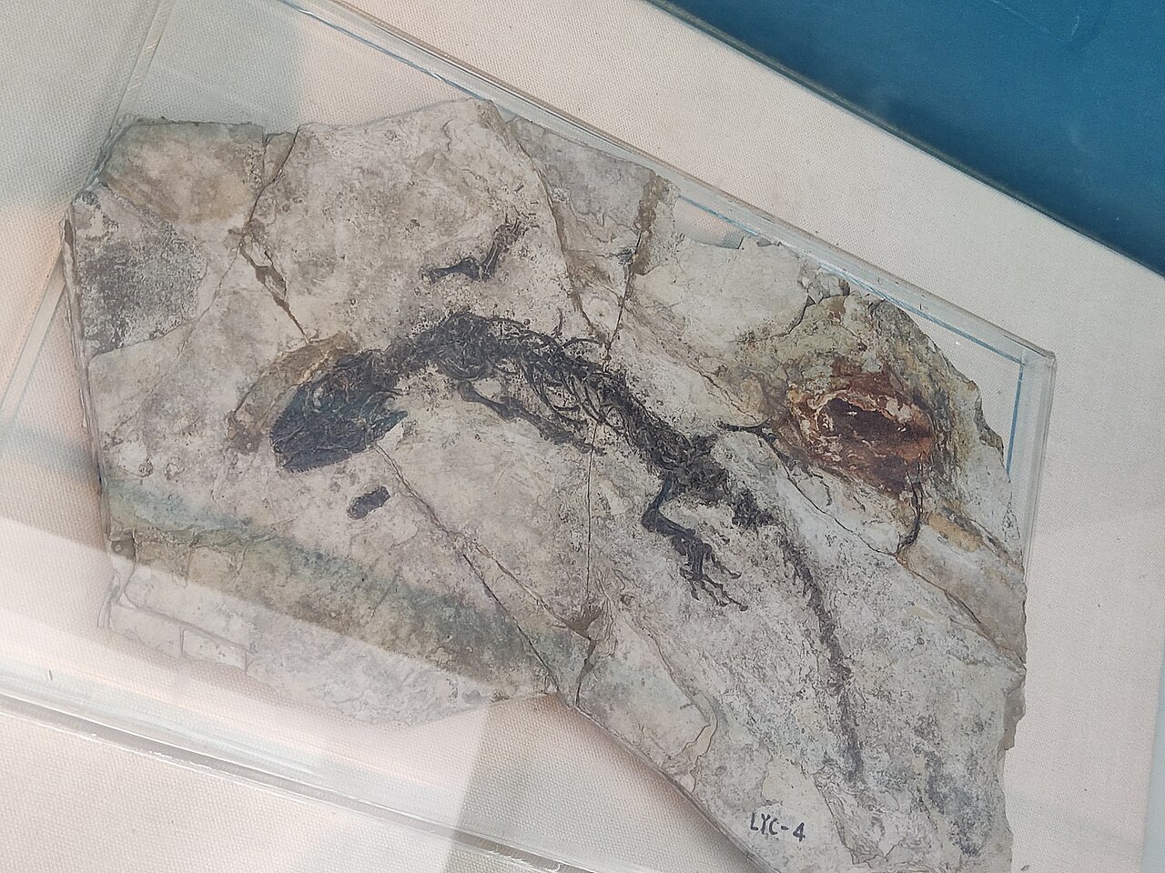 Choristodera