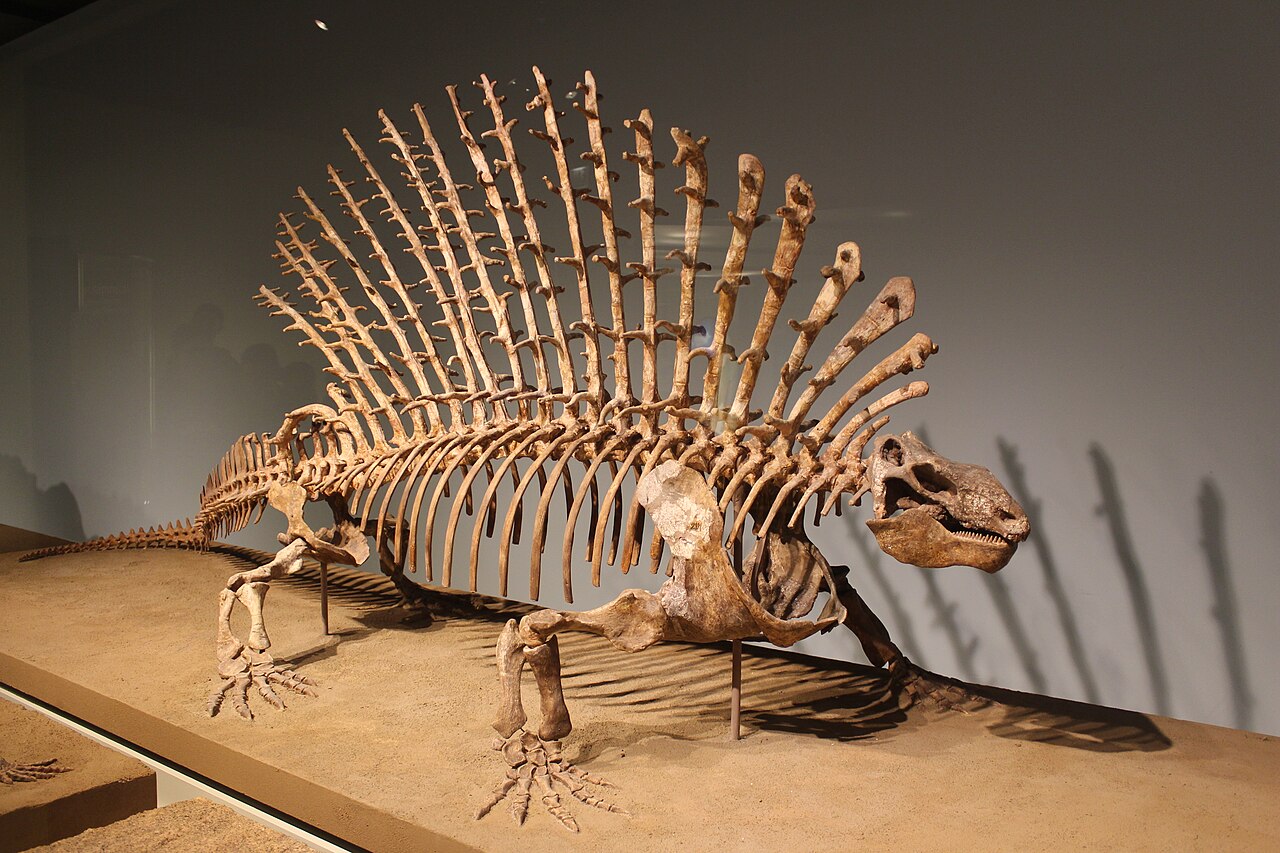 Edaphosaurus