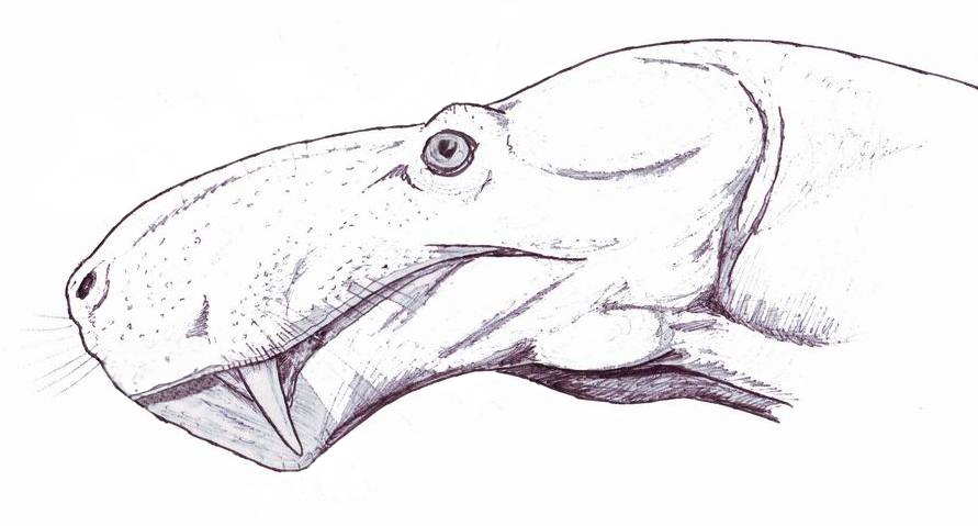 Gorgonops head