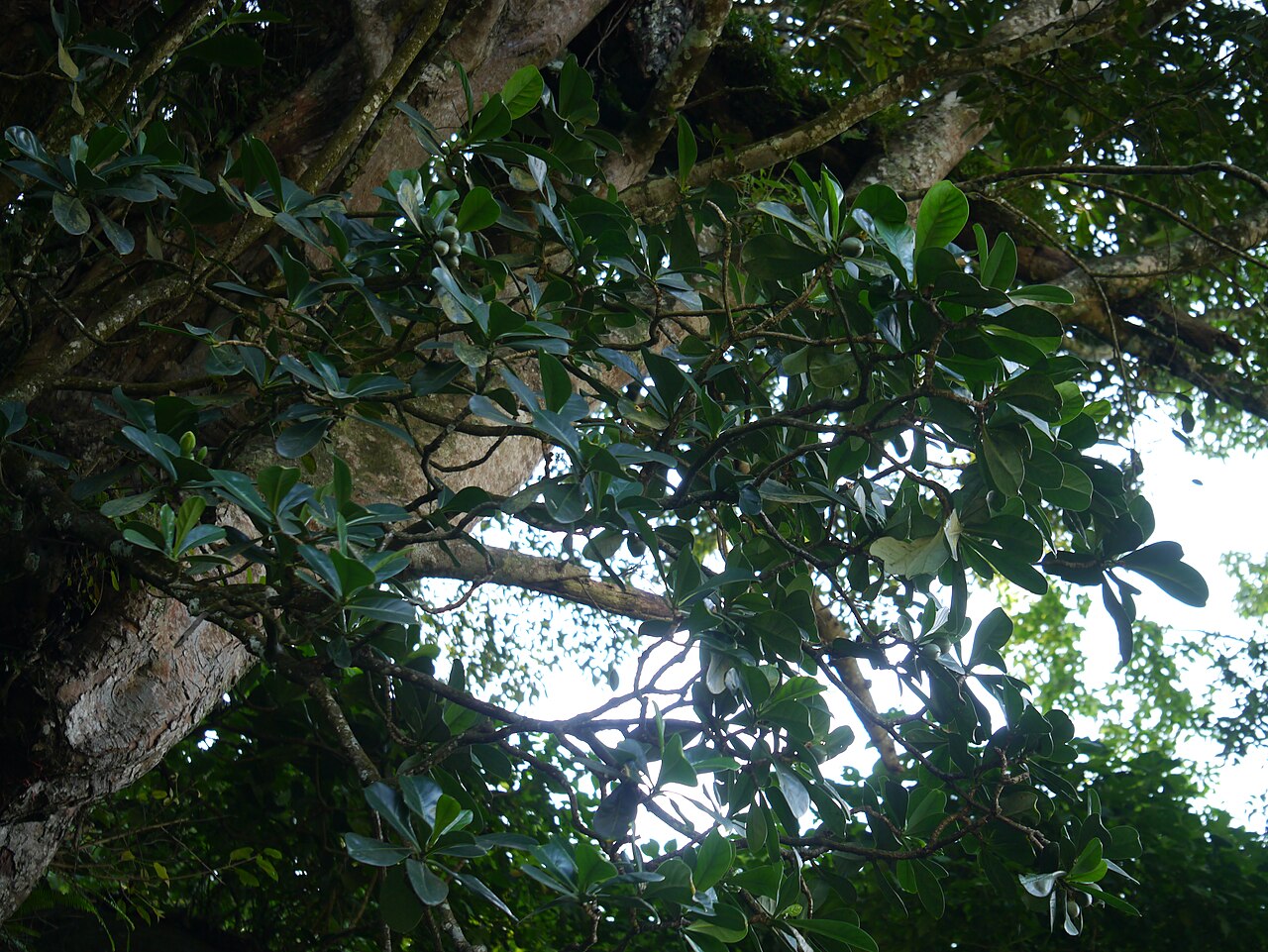 Perfume Tree