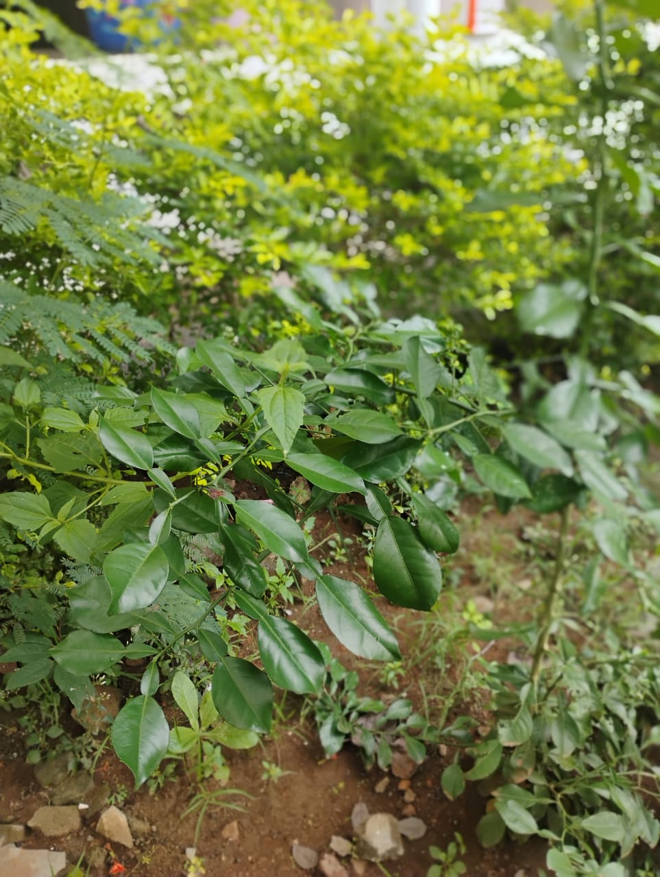 Perfume Tree