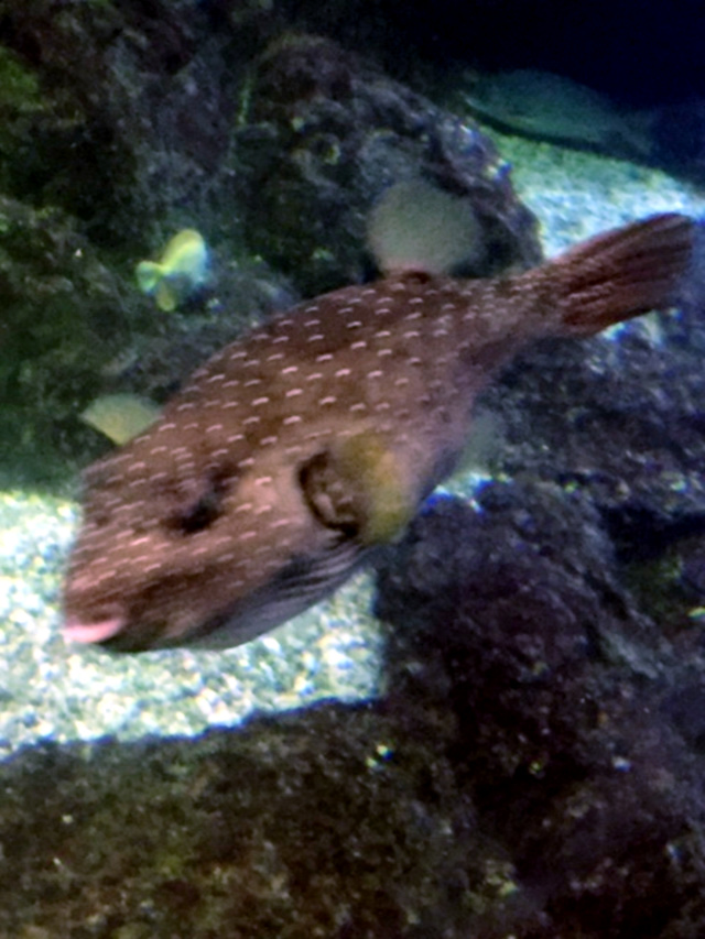 Arothron hispidus Maui Ocean Center
