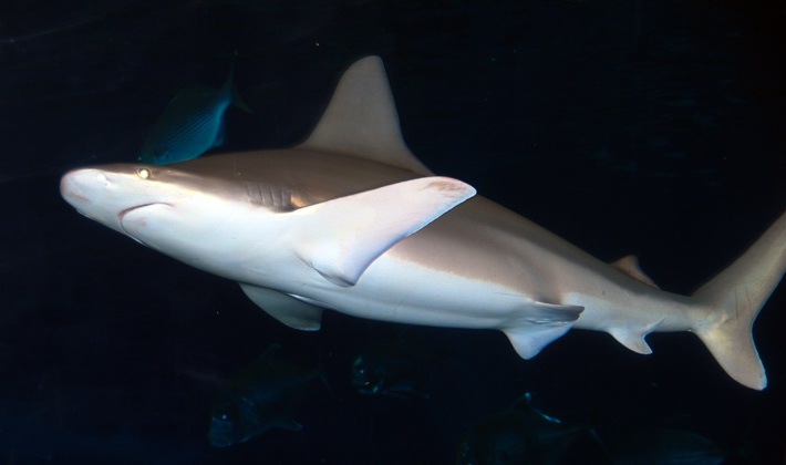 Carcharhinus plumbeus maui