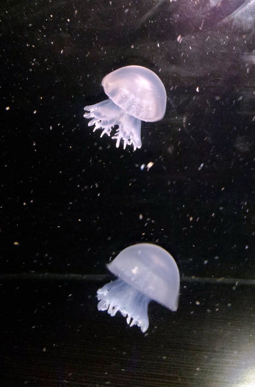 Cannonball Jellyfish Cabbagehead Jellyfish Stomolophus Meleagris New England Aquarium Boston Massachusetts