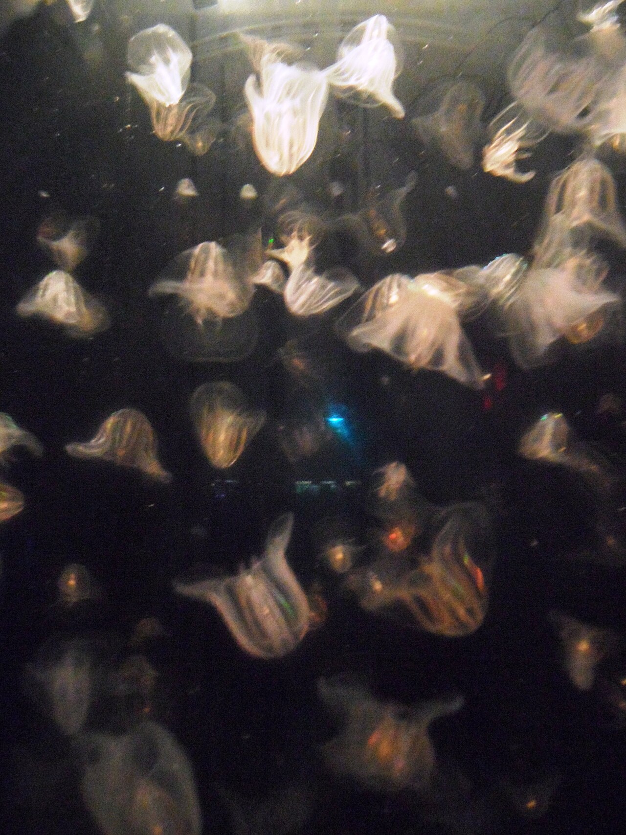 Comb Jellies Ctenophora New England Aquarium Boston Massachusetts