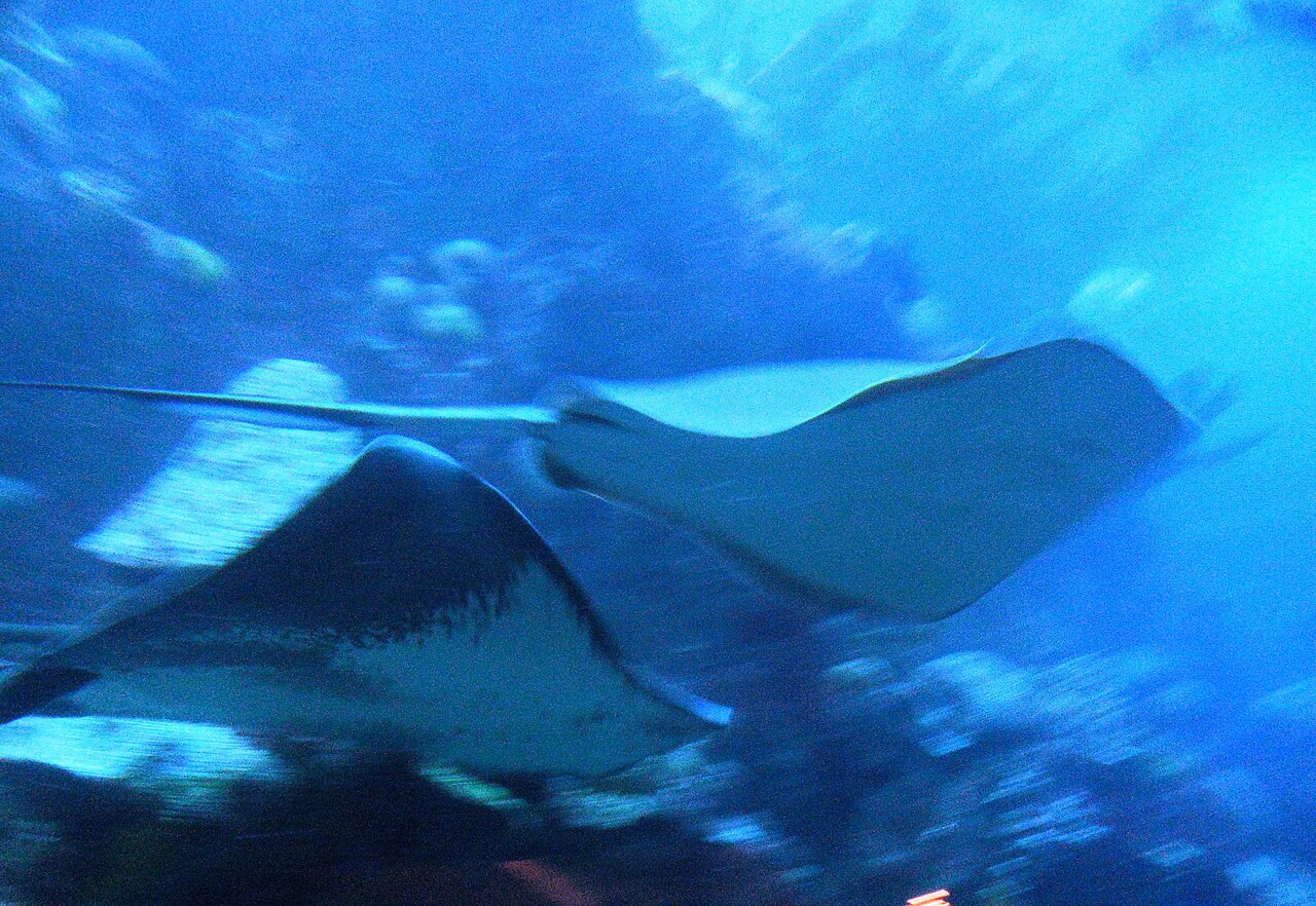 Cownose Stingrays New England Aquarium Boston Massachusetts