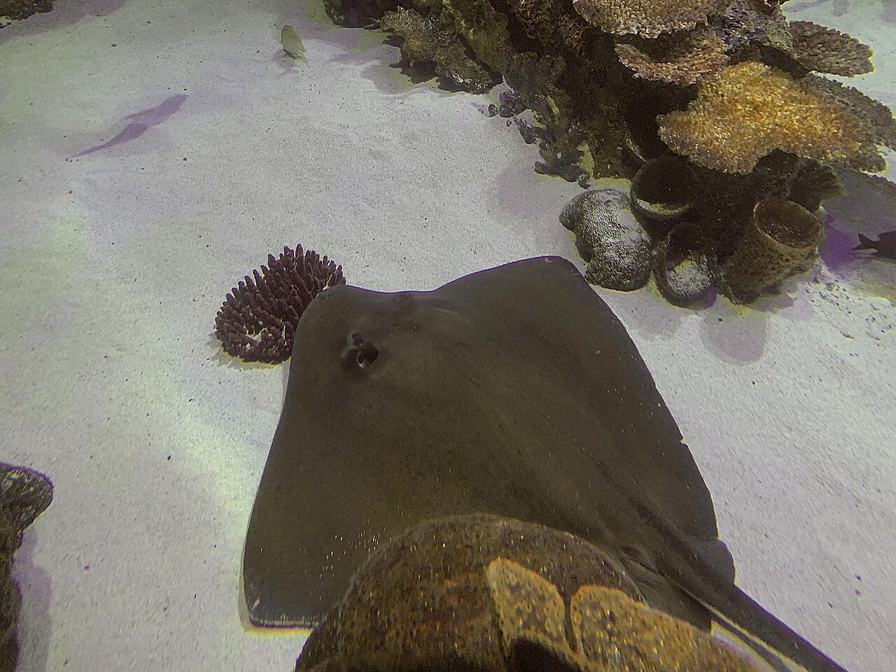 Hypanus americanus SEA LIFE Orlando Aquarium