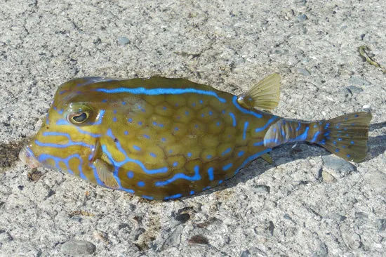 Tetrosomus reipublicae