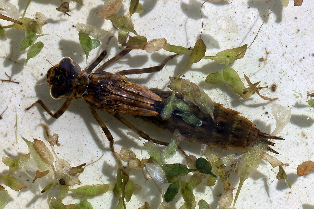 Dragonfly (Titan space probe)