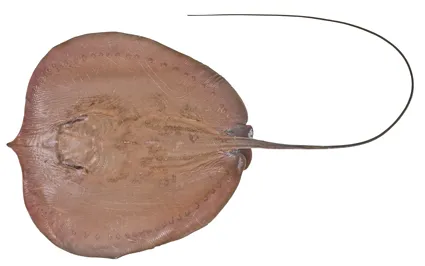 Freshwater whipray