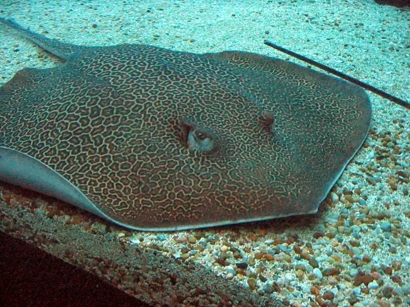 Honeycomb whipray