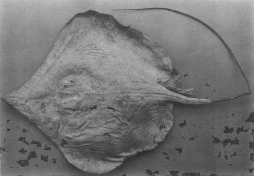 Telatrygon acutirostra