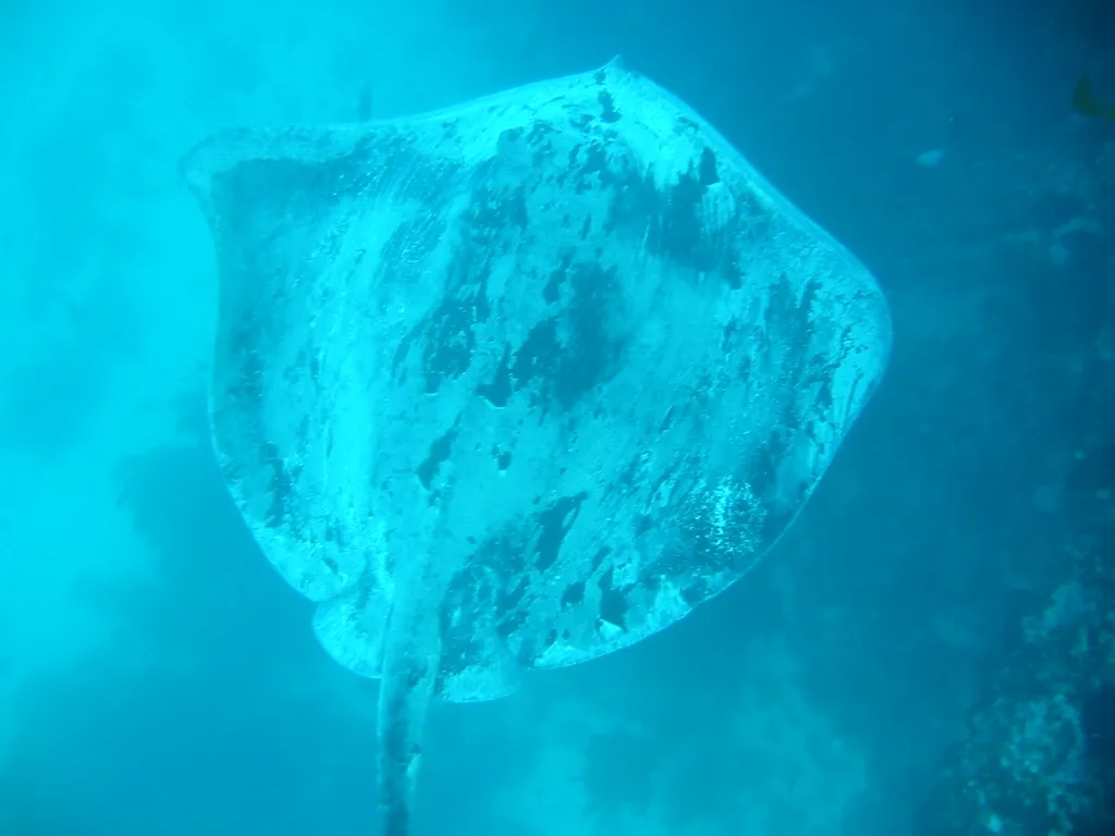 Thorntail stingray