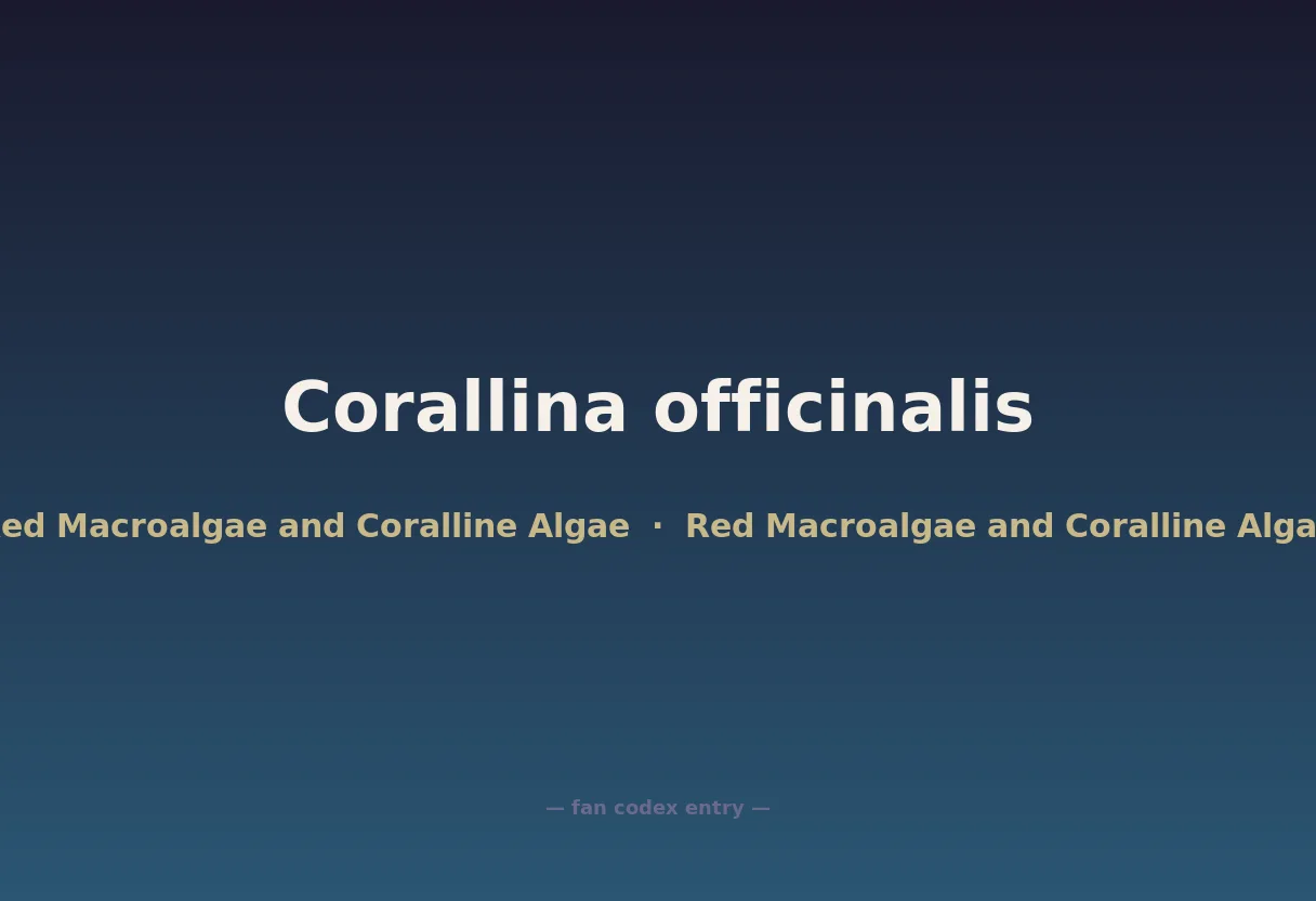 Corallina officinalis