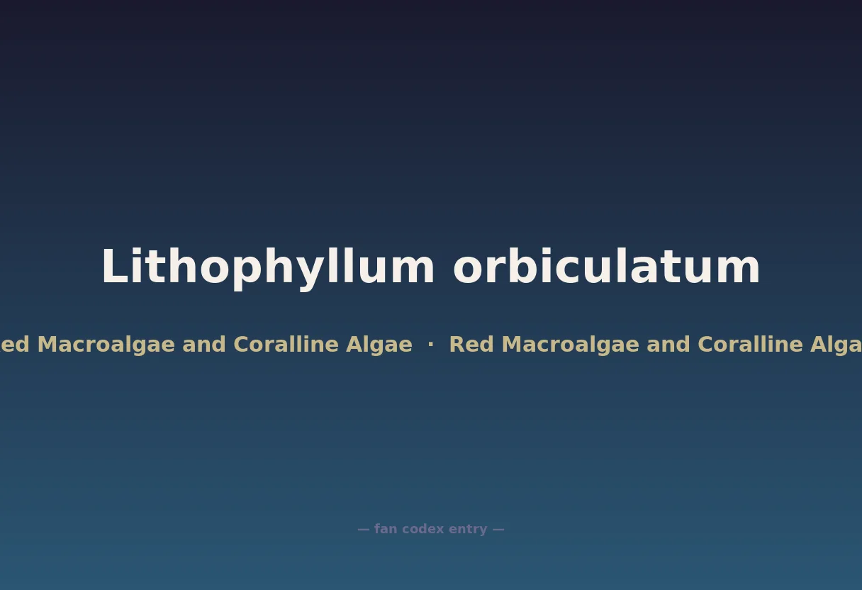 Lithophyllum orbiculatum