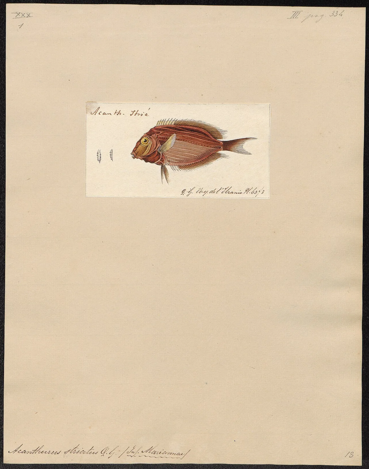 Ctenochaetus striatus