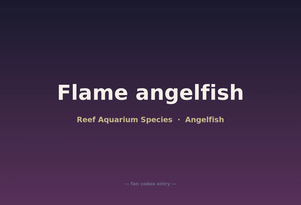 Flame angelfish