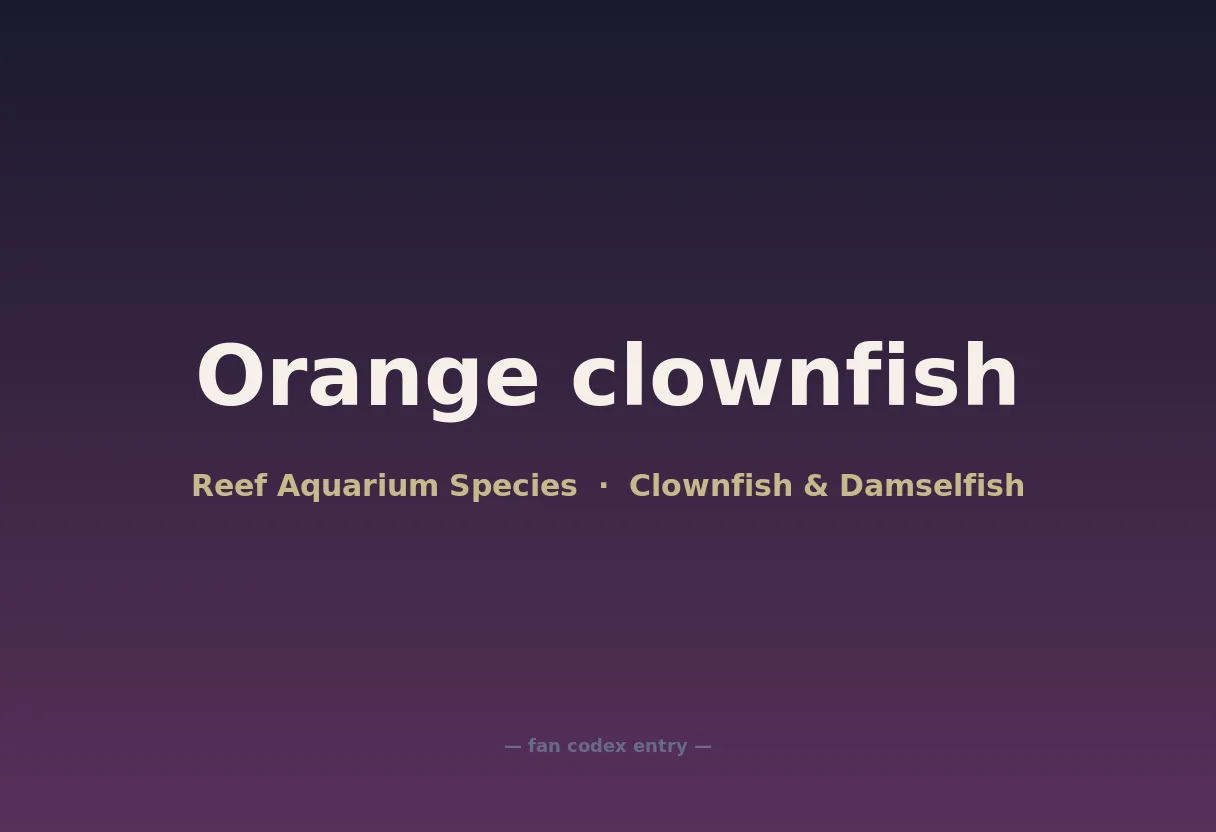 Orange clownfish