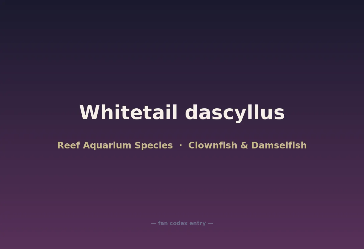 Whitetail dascyllus