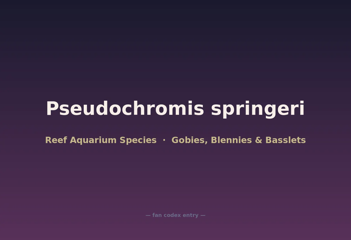 Pseudochromis springeri