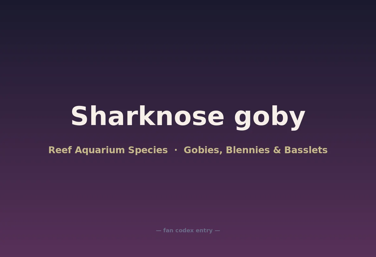 Sharknose goby