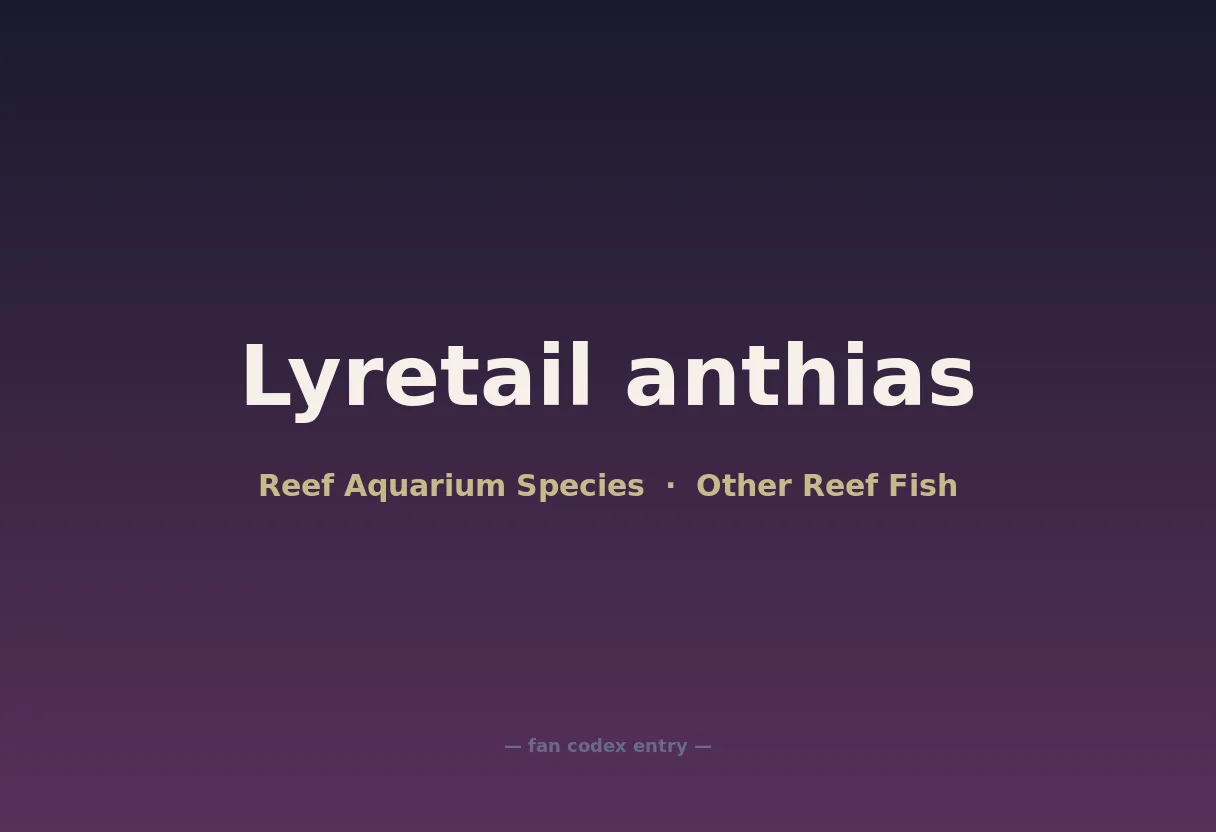 Lyretail anthias