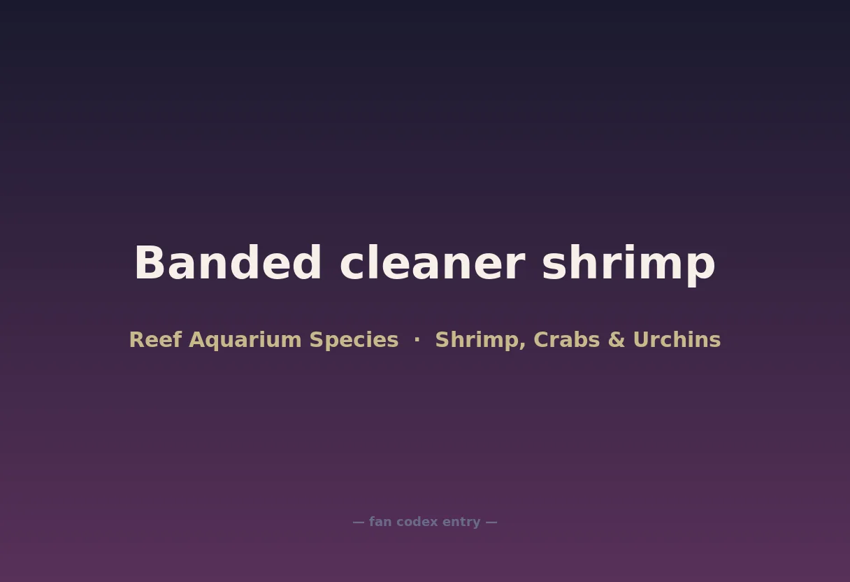 Banded cleaner shrimp