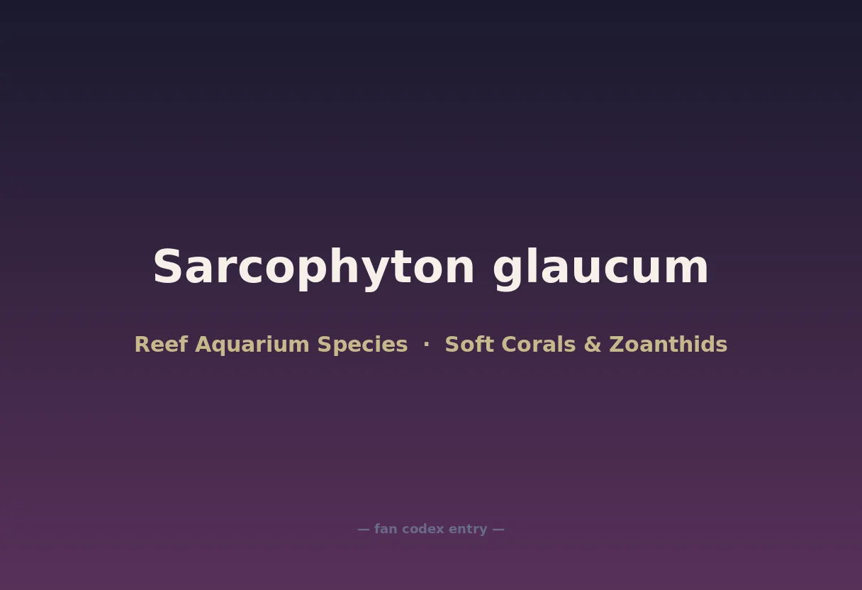 Sarcophyton glaucum