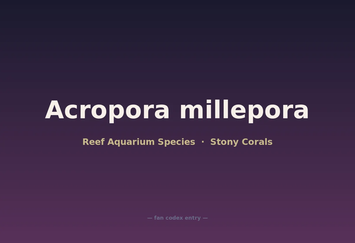 Acropora millepora
