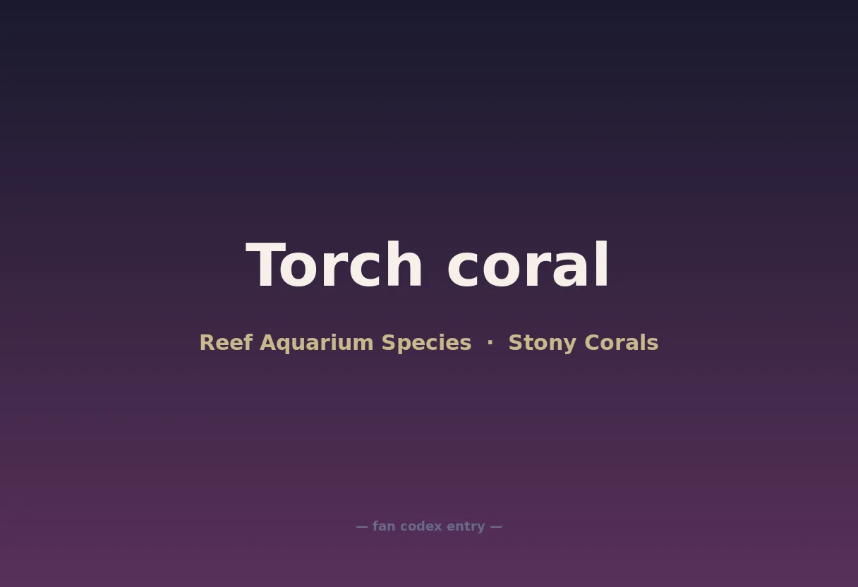 Torch coral