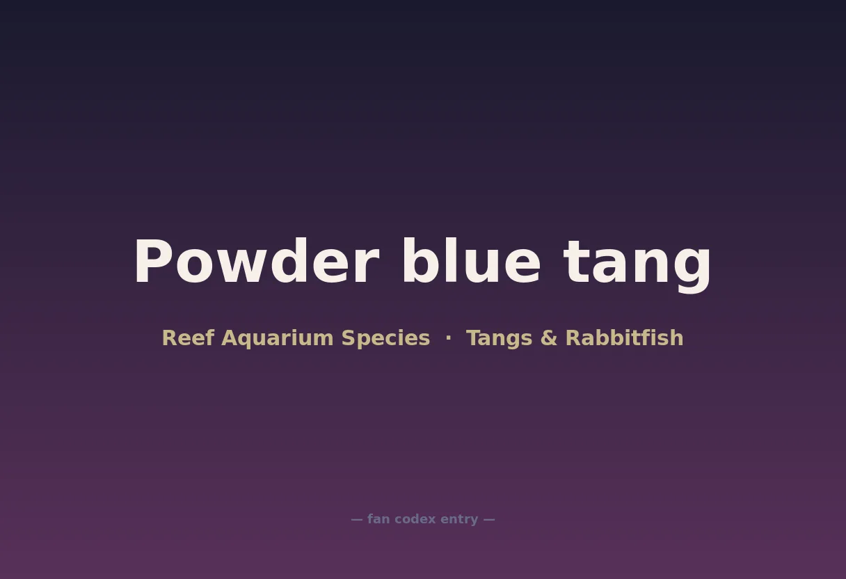 Powder blue tang