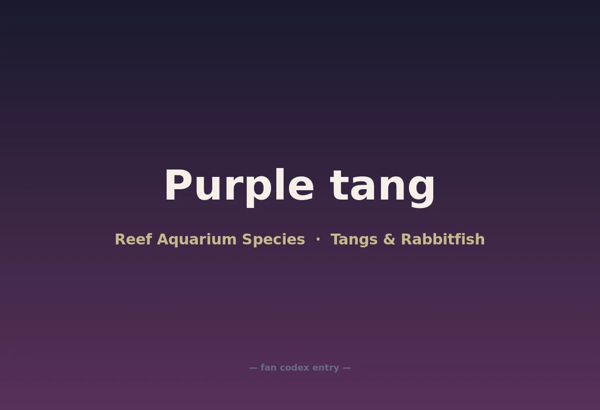 Purple tang