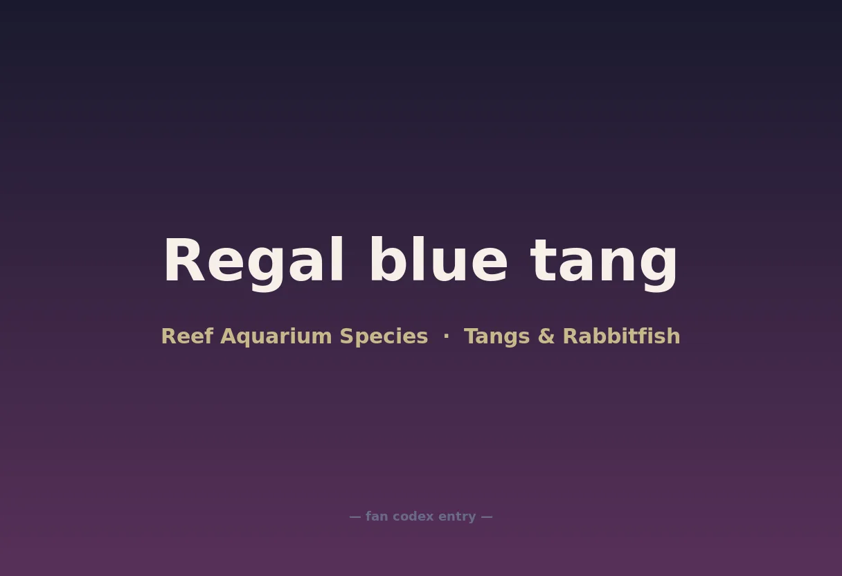 Regal blue tang