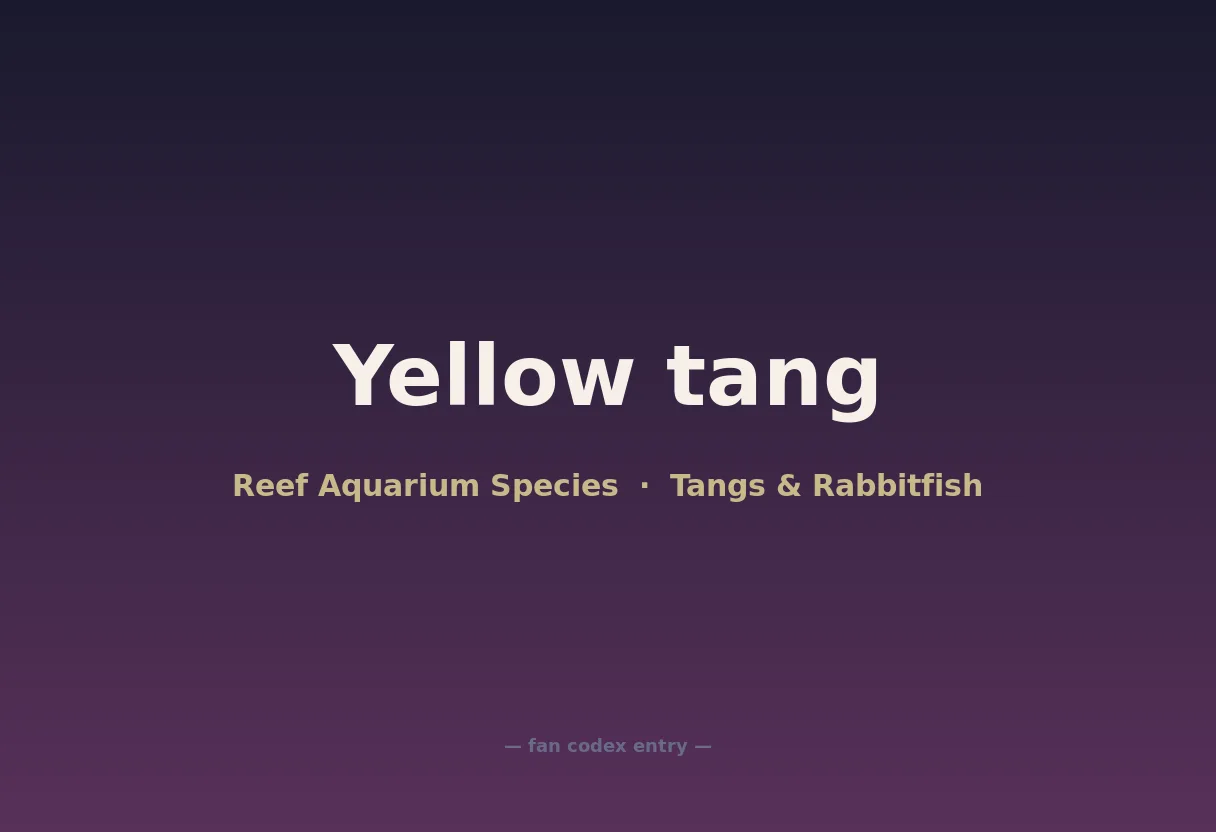 Yellow tang