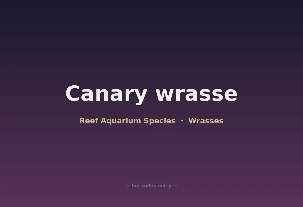 Canary wrasse